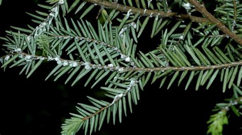 Hemlock Woolly Adelgid on Trees | University of Maryland Extension