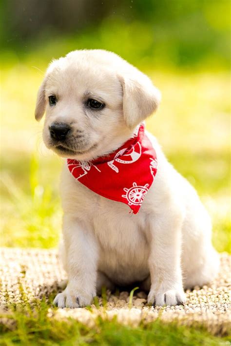 Labrador Retriever Puppies (25 cute and cuddly pups) - Talk to Dogs