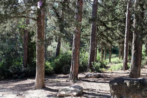 Tall trees in a forest in northern Israel 9975483 Stock Photo at Vecteezy