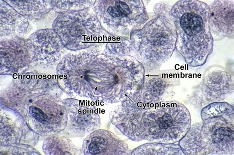 Coregonus sp. Whitefish. Blastodisc. Mitosis. Transverse section. 1000X - Telophase - Mitosis ...