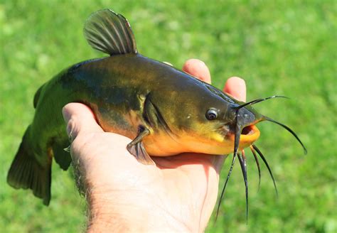 black bullhead at Lake Hendricks IA 653A8409 | My dad likes … | Flickr