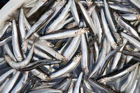 Anchovies Health Benefits - IYTmed.com