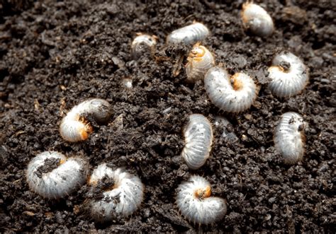 Nouveau produit dans la lutte contre les vers blancs – Jardinier paresseux