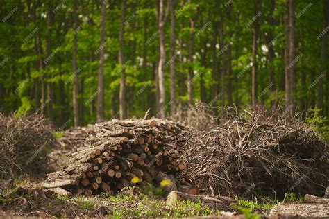 Premium Photo | Deforestation stumps show that overexploitation leads ...