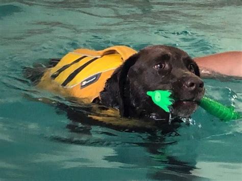 Hydrotherapy For Dogs – Homes and Hounds