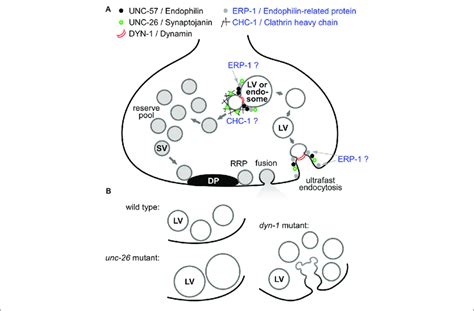 | Model of the synaptic vesicle (SV) cycle and select proteins involved ...