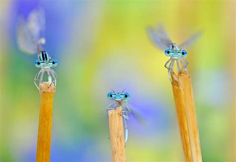 The winners of the 2019 Nature Conservancy Photo Contest