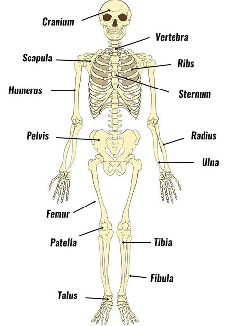 Image result for labelled skeletal system