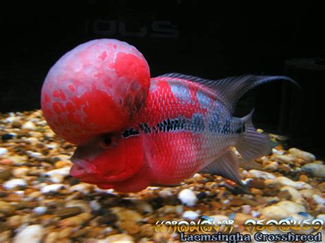 High quality flowerhorn fish Big Kok Flowerhorn for sale Thailand - ปลา ...