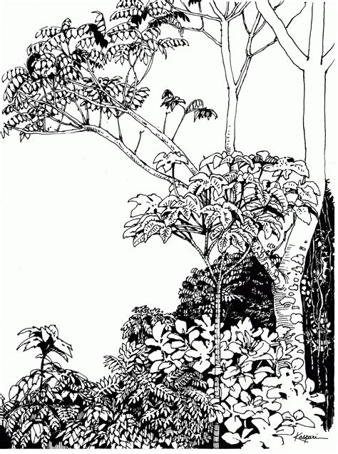 Rain Forest Trees Coloring Page - Coloring Home