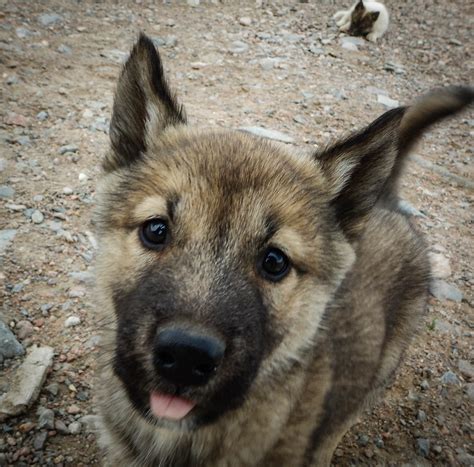 Flickriver: Most interesting photos from Greenland Dogs pool