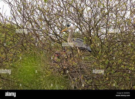 Grey Heron on nest with chicks Stock Photo - Alamy