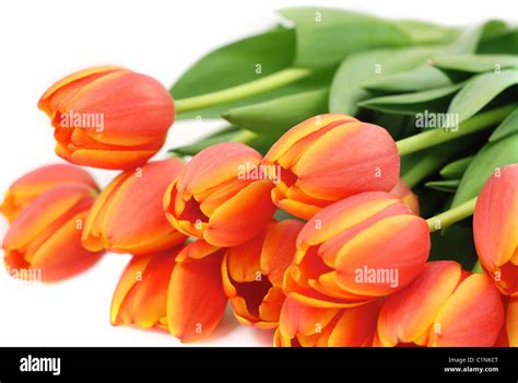 Bunch of tulips isolated Stock Photo - Alamy