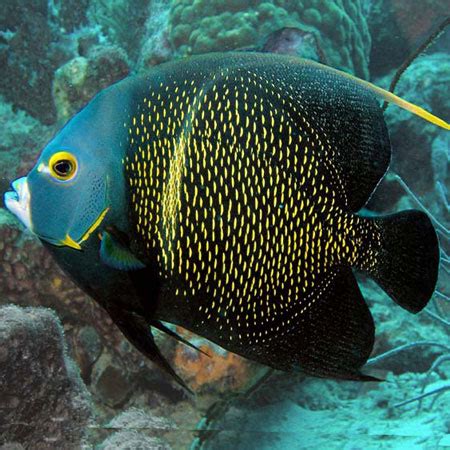 French Angelfish. Detailed Information And Recommendations On Subject