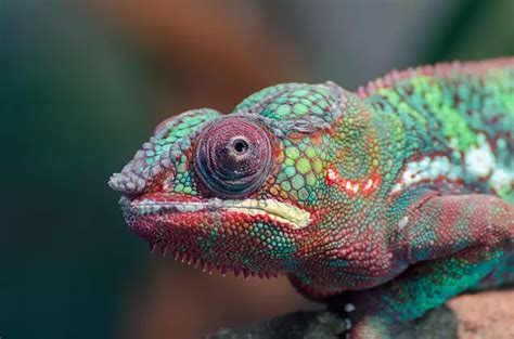 Can Chameleons Eat Dead Insects? – Reptiles & Amphibians