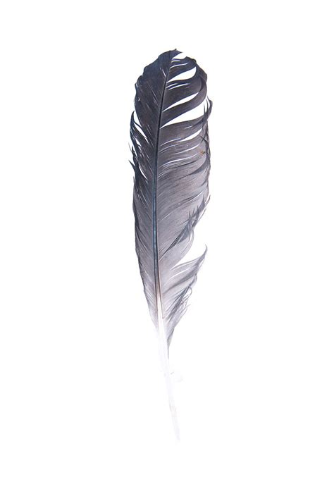 great blue heron feather (mary jo hoffman) | Feather art, Feather photography, Heron tattoo