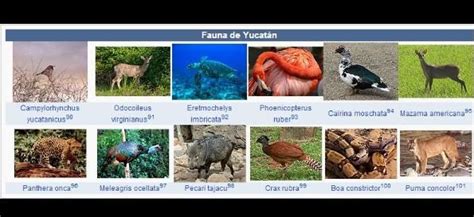 que ejemplos de vegetacion y fauna hay en yucatan? - Brainly.lat