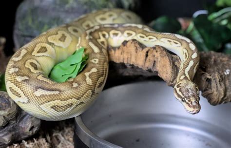 Ball Python Temperature & Humidity Care | Jabberwock Reptiles