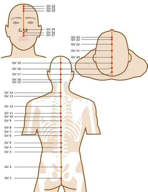 Governing Vessel Acupuncture Points