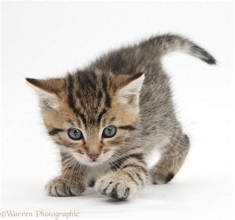 Cute tabby kitten, 6 weeks old photo WP35570