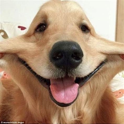 Dog owners pull their dogs' faces in hilarious pictures | Daily Mail Online