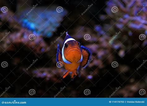 Ocellaris Clownfish - Amphiprion Ocellaris Stock Image - Image of ...