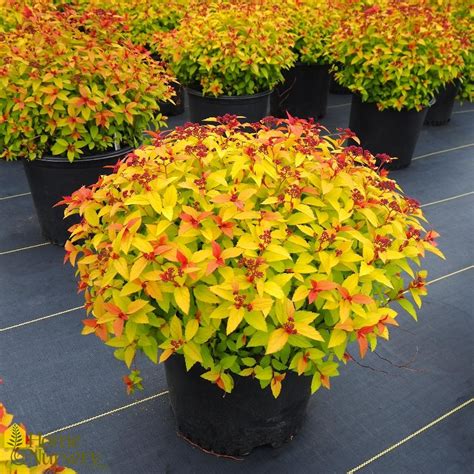 Spiraea japonica 'Magic Carpet' Japanese Spirea from Home Nursery