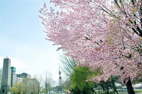 7 great places for cherry blossoms in Sapporo City