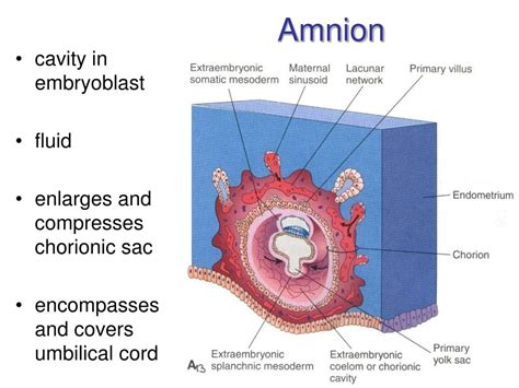 PPT - Nutrition of embryo and fetus PowerPoint Presentation, free download - ID:6114625