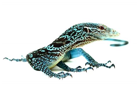 Blue-spotted Tree Monitor (Varanus macraei) | ReptileTalk NET