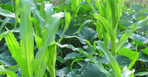 3 Sisters Guild (growing Corn, Squash & Beans Together). | Hometalk