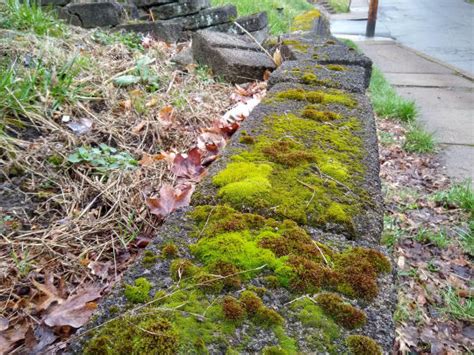 Nature in Sidewalk Cracks