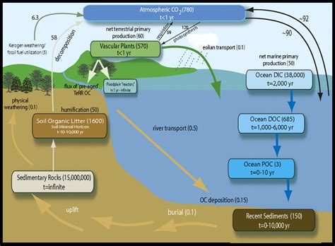 The role of terrestrially derived organic carbon in the coastal ocean ...