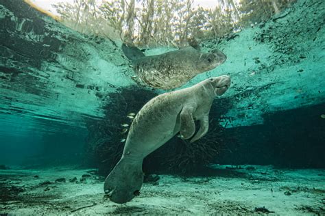 The Complete Guide to the Crystal River Manatees | Indopacificimages