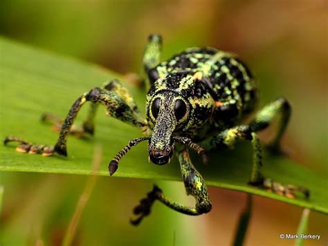 Rainforest insects macro photographs | Rainforest insects, Weird ...