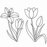 Premium Vector  Lilies coloring Page Flower Illustration sketch template