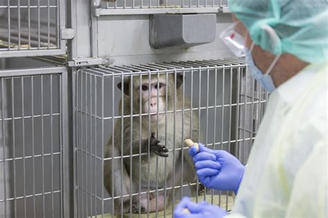 Airlines Accused of Discrimination for Banning Lab Monkeys - Bloomberg