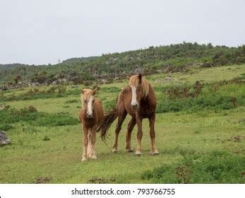 166 Yonaguni horses Images, Stock Photos & Vectors | Shutterstock