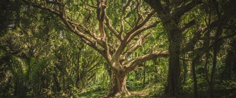 The Best Quotes on Trees and Forests - Ecobnb