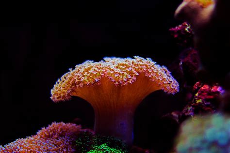 Toadstool Coral Care, Information, & Pictures - Build Your Aquarium