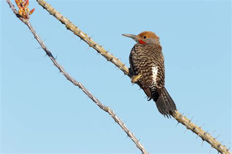 Gilded Flicker | Audubon Field Guide