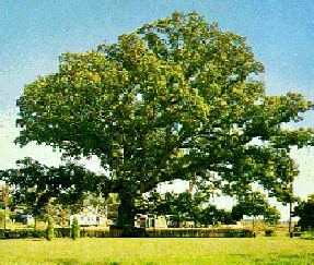 Maryland State Tree - White Oak