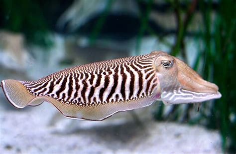 Cuttlefish - Description, Habitat, Image, Diet, and Interesting Facts