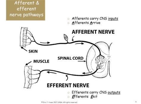 Afferent/Efferent Pathways | Neurology, Pharmacy school, Funny quotes