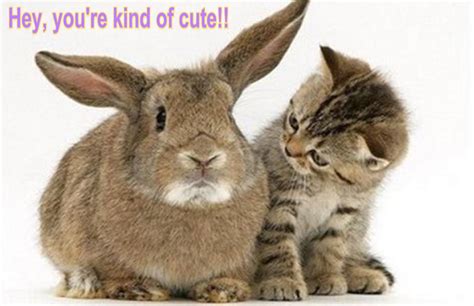 cat & bunny funny - Animal Humor Photo (19948804) - Fanpop