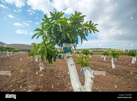 Grafting on a mango tree Stock Photo: 104926506 - Alamy