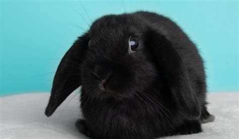 Complete List of Black Rabbit Breeds - Farmhouse Guide