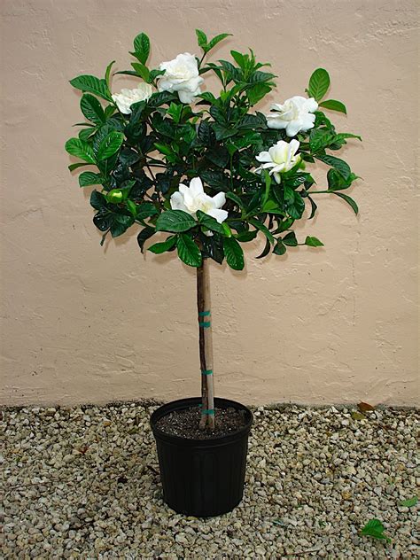 LawnBoyz Lawn Care & Landscaping, Inc. | Gardenia trees, Container flowers, Gardenia plant