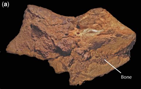 The World’s First Fossilized Dinosaur Brain?