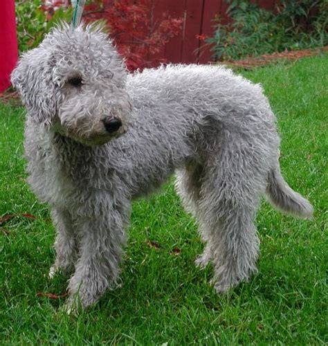 Bedlington terrier puppy, Bedlington puppy, Terrier